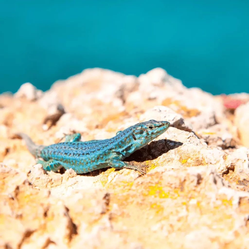 Formentera Ibiza